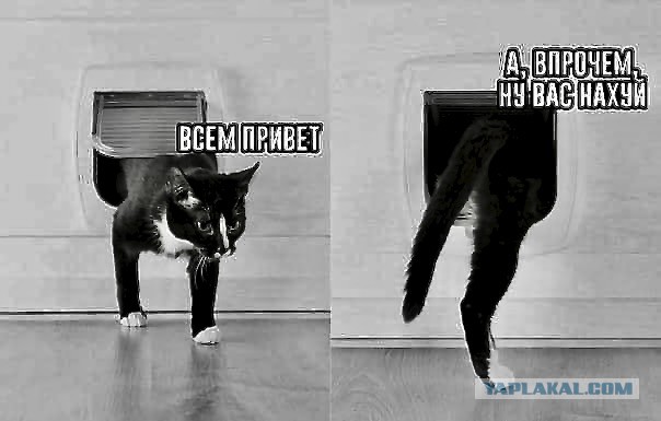 Сиськи