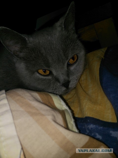 Котовторник 23.07.2013