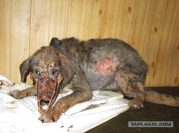 Спасенные собаки