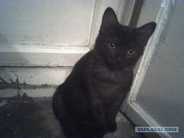 Котовторник 18.03.2014