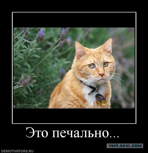 Как японские буддисты хоронят своих кошек