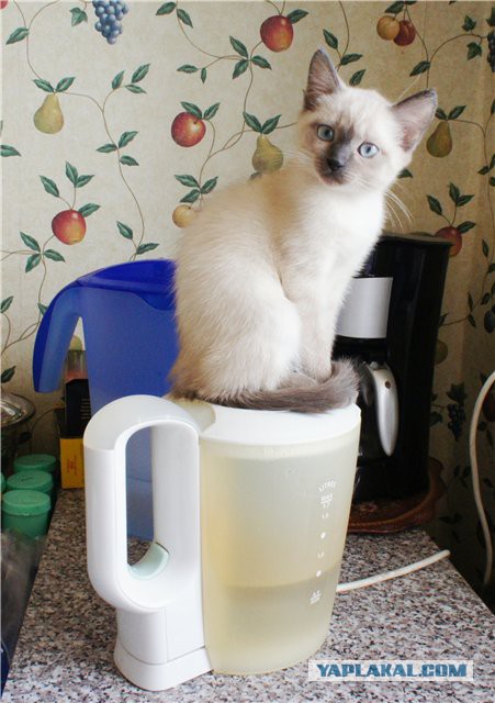 Тайские кошки