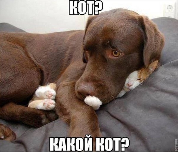 Смешные картинки с подписями 2