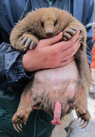 Премьер Австралии пригрозил России еще более