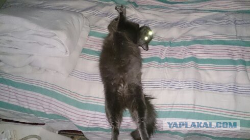 Котовторник 19.08.2014