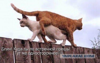 Так...солянка