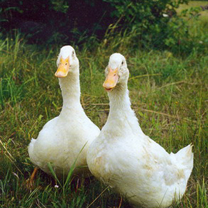 Мангуст отбился от нападения четырех львов в Кении