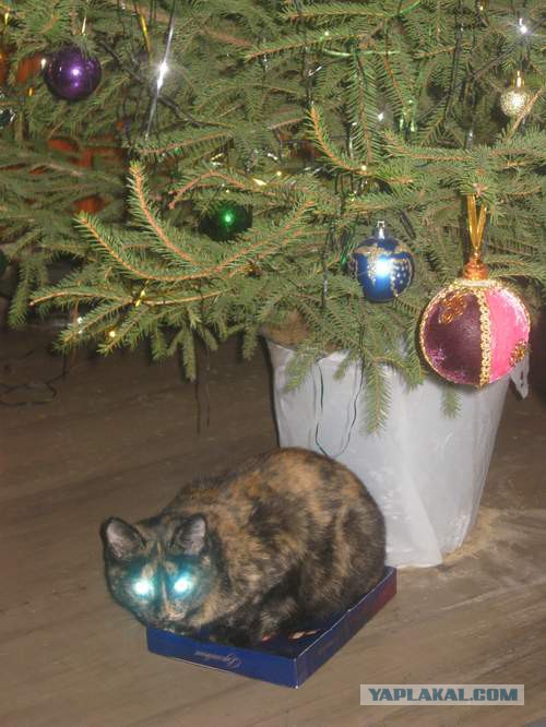 Жизнь домашнего приюта для котеек 37