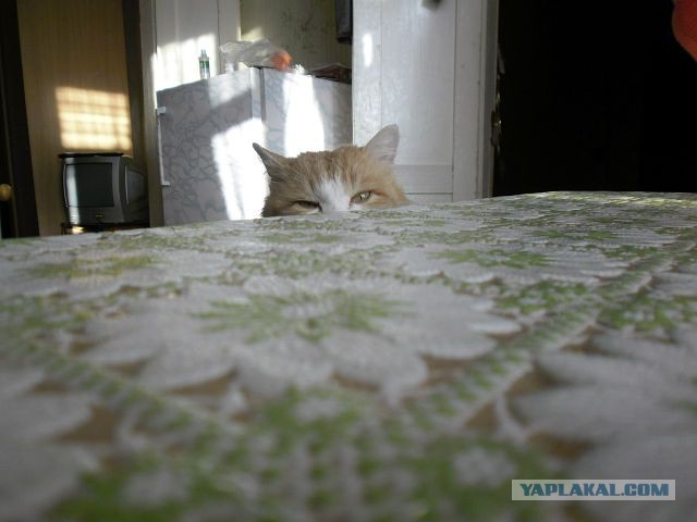 Персональные фотографии животных.