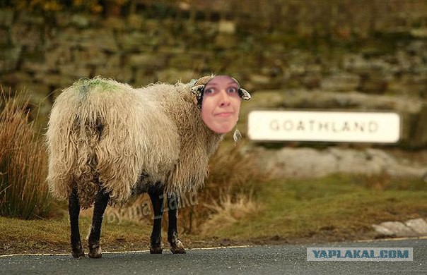 Картинки из соцсетей