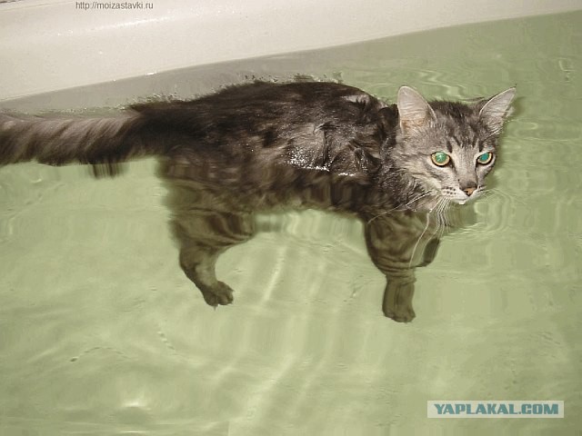 Хоть и не котовторник