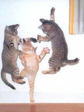 Коты, кошки, котята