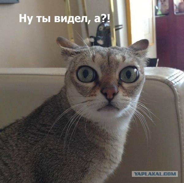 Спасение кота солдатом: взгляд со стороны кота