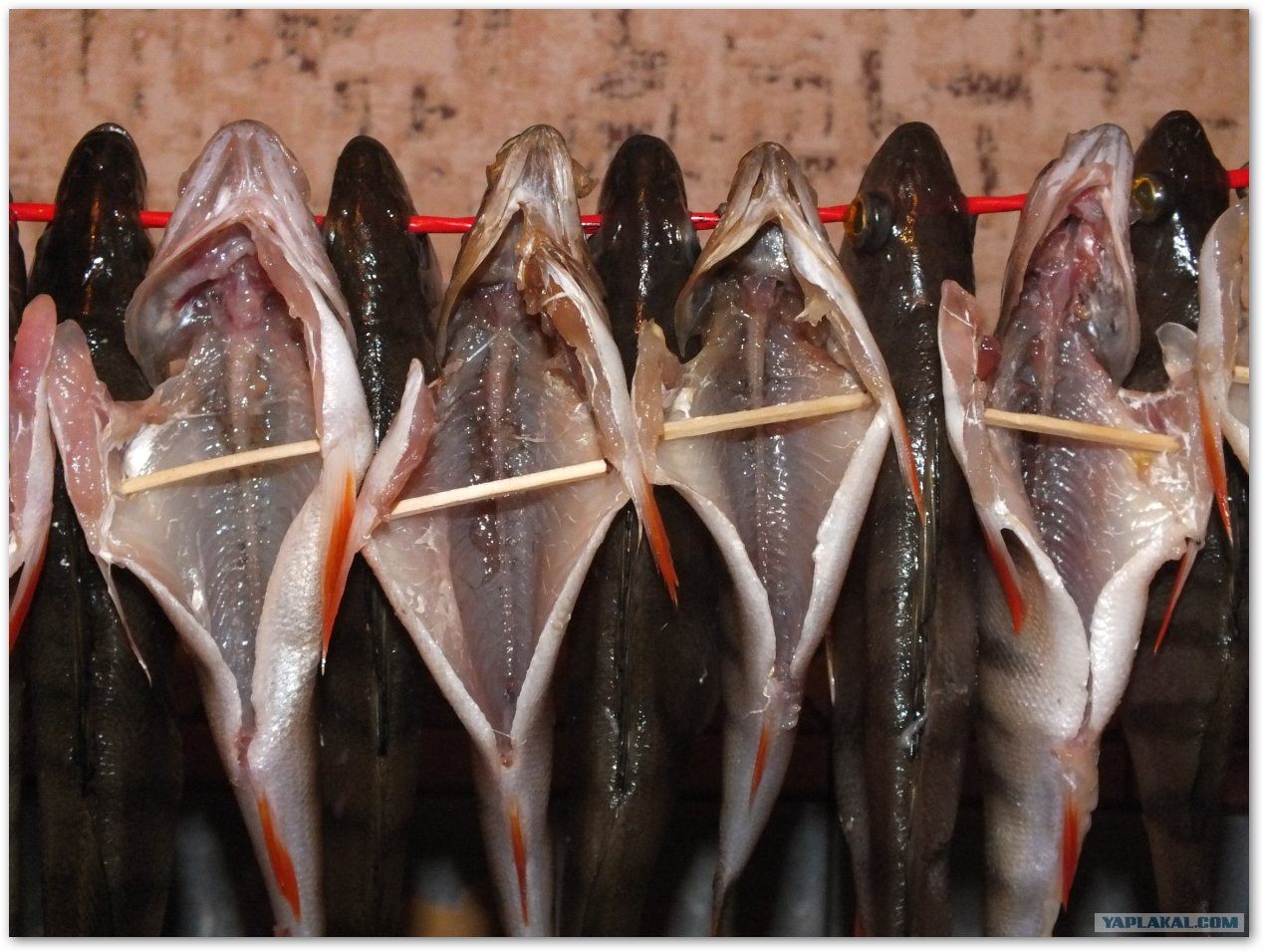 Сколько солится рыба в домашних