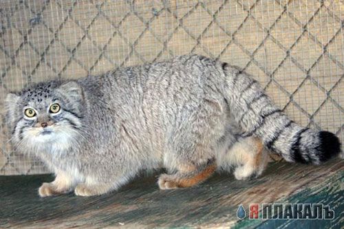 ДИКИЕ КОШКИ
