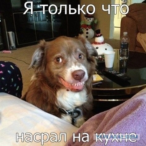 Прикольные картинки