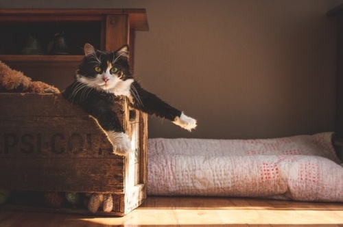 15 котов, мимике которых можно только позавидовать