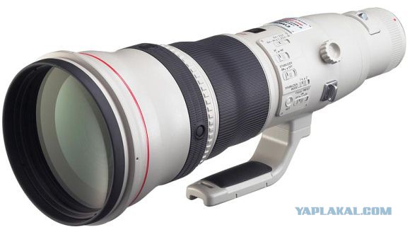 Фотографии льва за мгновение до атаки на фотографа.