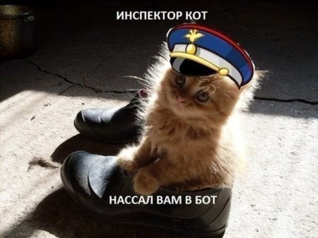 Мохнатые беспредельщики