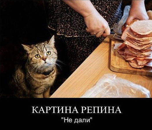 Коты, которые пытались что-то украсть