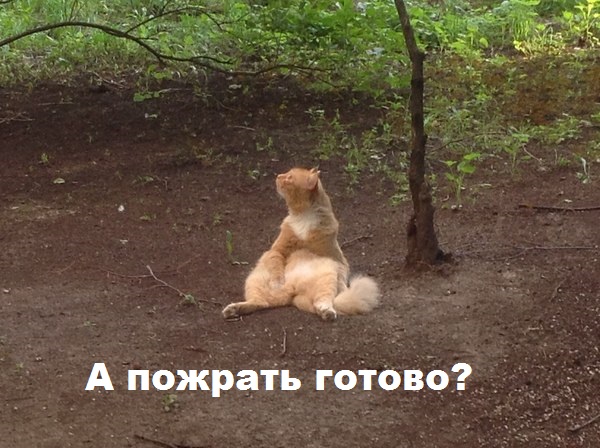 "Ваааасяа-а-а-а! Домооооой!"