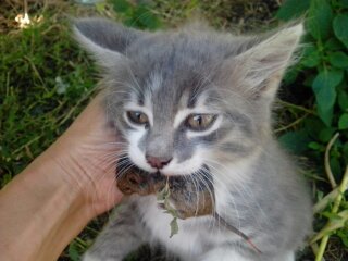 Котовторник 09.08.2016