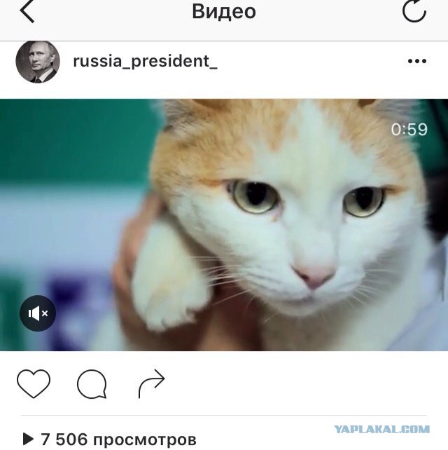Живодерки из Хабаровска