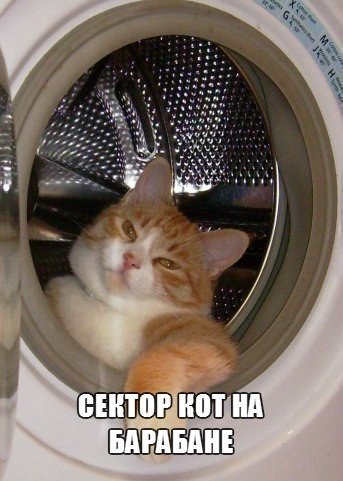 Коты из сети