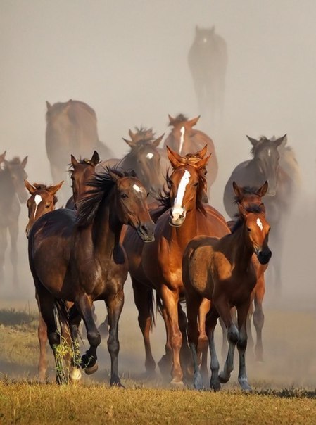 Самые смешные животные