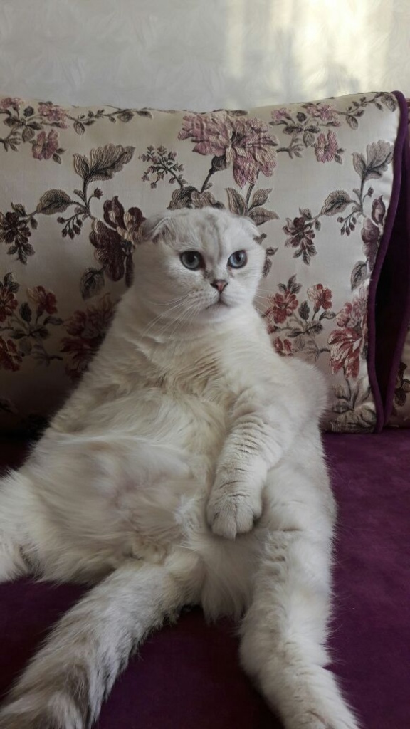 Коты и Кошки