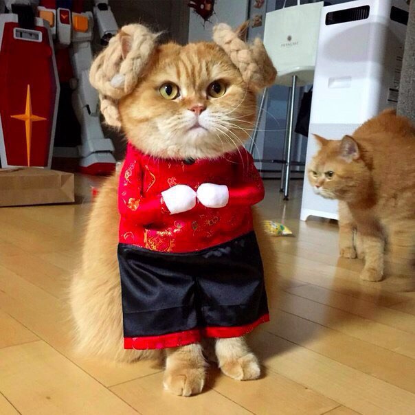Коты и Кошки