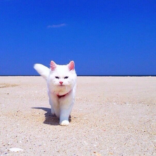Коты и Кошки