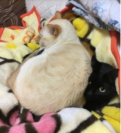 Коты и Кошки