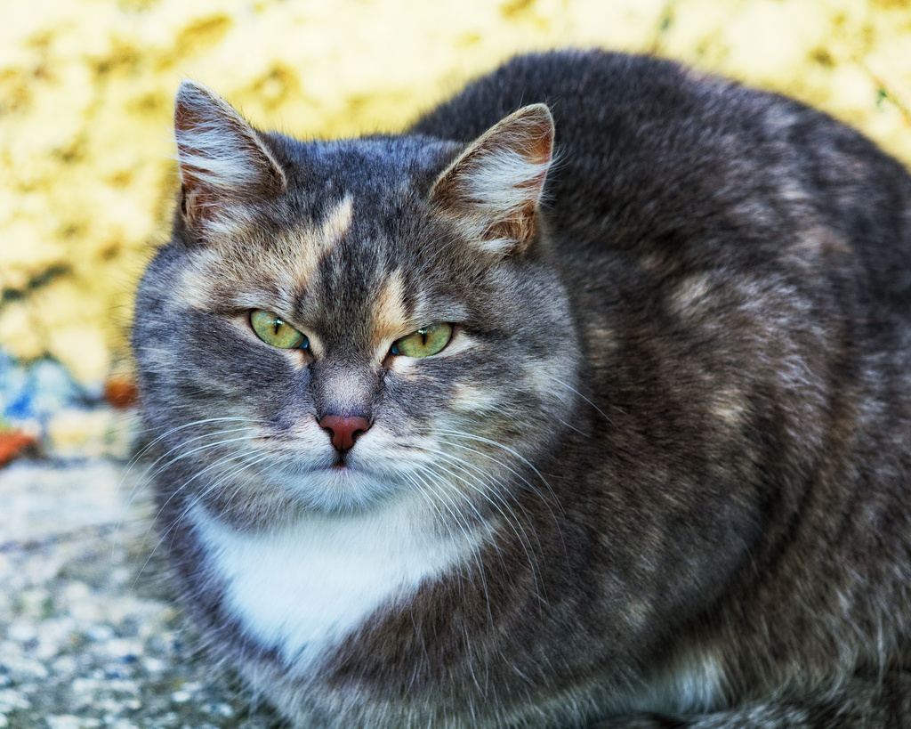 Русский котик. Коты в России. Лесной Карельский кот. Российский кот. Котики на Руси.