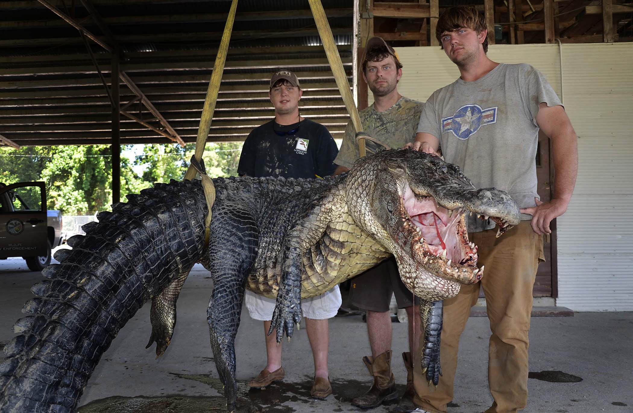 Самые крупные живые организмы. Миссисипи Аллигаторы. Большой Аллигатор. Самый большой крокодил в мире.