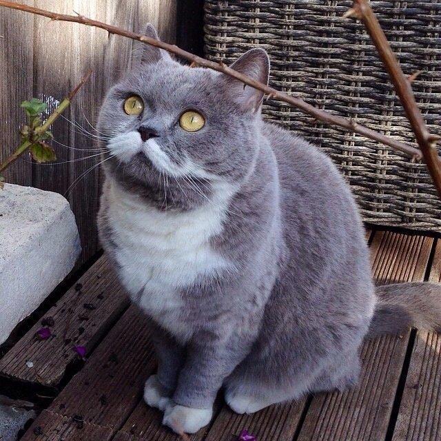 Фотобомбы котов