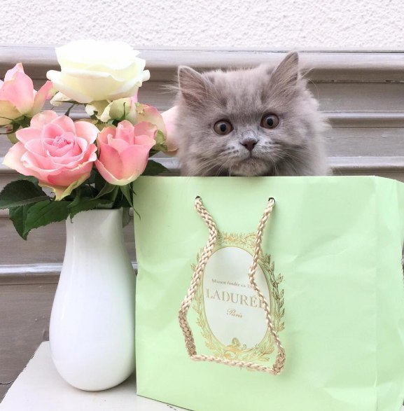 Подборка настоящих котов