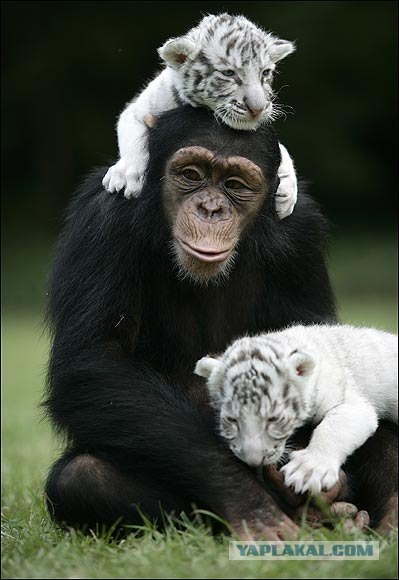 Котовторник (02.06.2009)