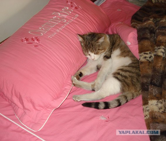 Котовторник!