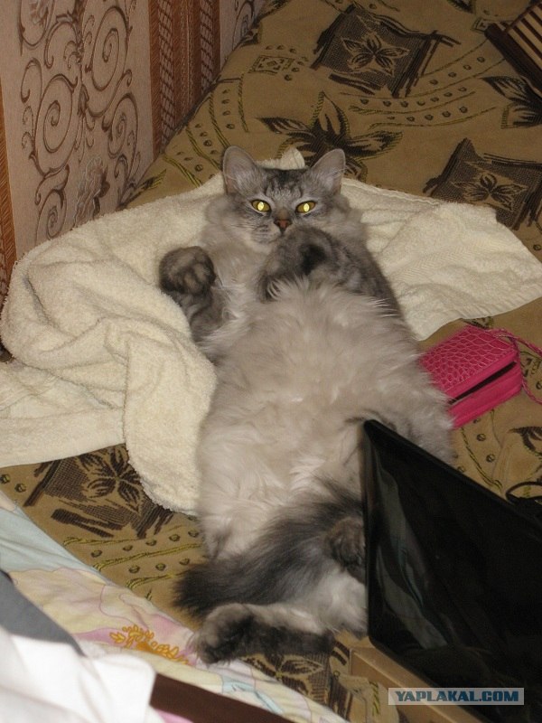 Котовторник 17 января