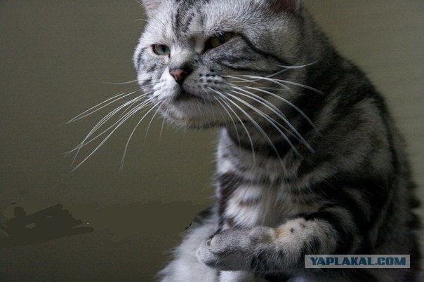 Котовторник (21.02.2012)