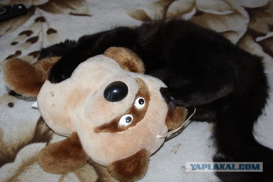 Котовторник  от 3.04.2012