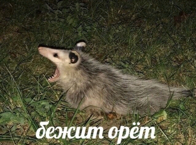 Живность из сети