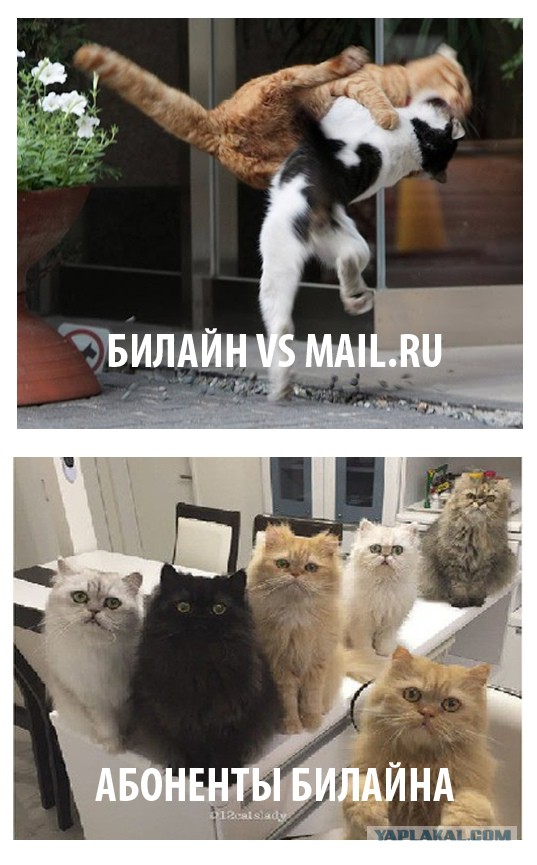 Картинки с надписями и анекдоты
