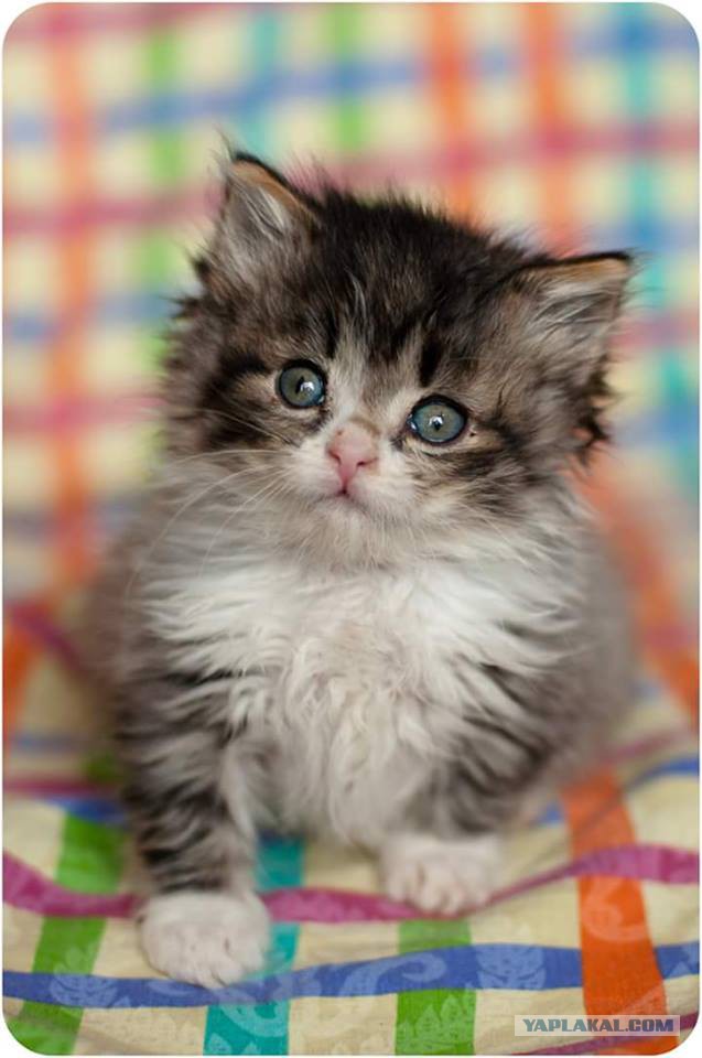 Мой первый кото-пост