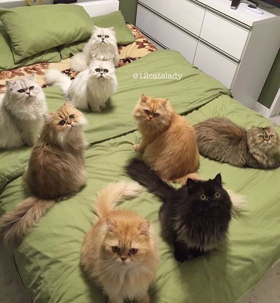 Забавные фото котеек