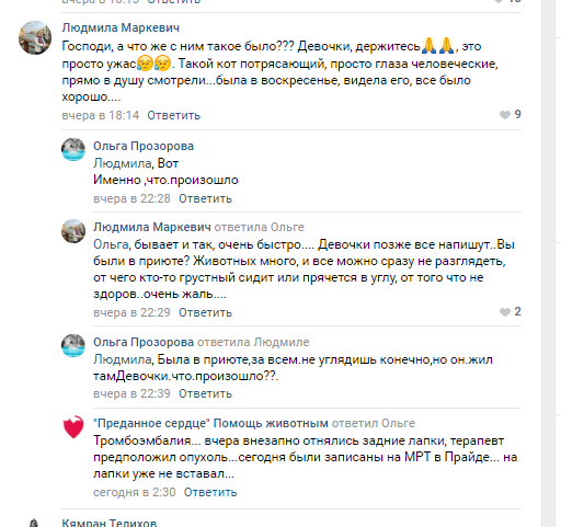 Помогите вернуть кота! Приют "Преданное сердце" украл кота и не отдает!-2