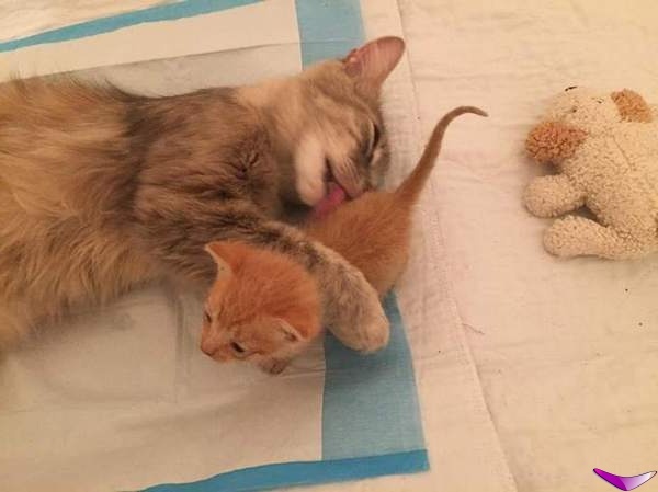 Котофеев пост