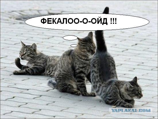 Подпиши фото!