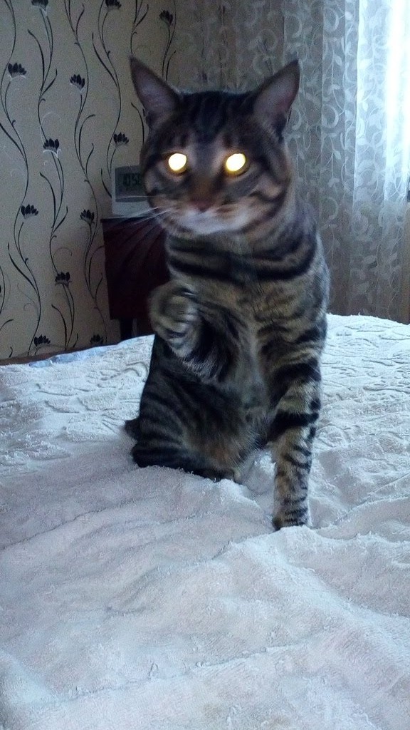 Кот Яша. Курильский бобтейл.